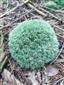 Leucobryum glaucum