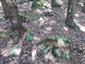 Leucobryum glaucum