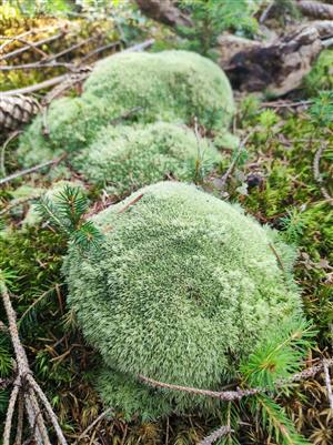Leucobryum glaucum vo východnej časti TML