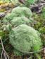 Leucobryum glaucum vo východnej časti TML