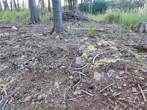 Pohľad na TML v strednej časti a Leucobryum glaucum
