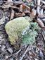 Leucobryum glaucum
