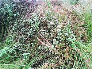 Pohľad na porasty s dominantným zastúpením druhov Juncus effusus, Lythrum salicaria a Lycopus europaeus.