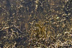 Trsy cieľového druhu Heleochloa schoenoides zaplavené po dažďoch