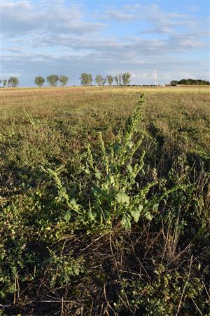Chenopodium urbicum