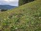Suchomilné travinnobylinné a krovinové porasty na vápnitom podloží (*dôležité stanovištia Orchideaceae) (4.8.2024)