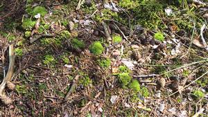 leucobryum glaucum