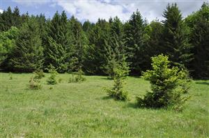 E2 etáž zastúpená sporadicky mladými smrekmi