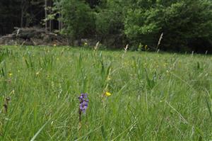 Orchis morio v poraste