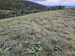 Biotop na TML miestami prechádza do suchších porastov.