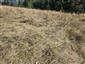 SV časť TML s prevahou Festuca rubra a Agrostis capillaris.