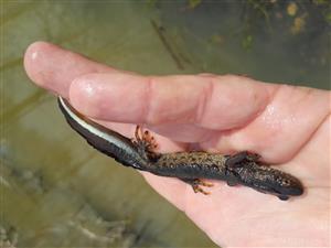 Trititus cristatus samec