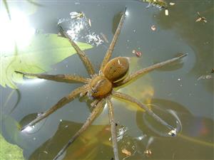 Dolomedes fimbriatus