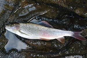 Thymallus thymallus