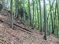 fuzáč alpský (12.7.2024)
