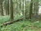 fuzáč alpský