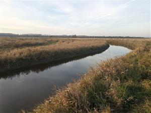 Pohľad na SV časť TML Žitavský luh, foto: 8.11.2024, J.Lengyel.