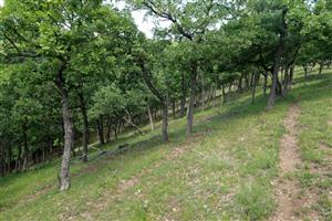 Presvetlená teplomilná dubina je ideálnym biotopom pre výskyt Himantoglossum. Na lokalite bolo vyšľapaných veľa chodníčkov divou zverou.