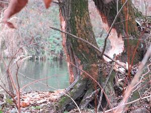 pobytové znaky bobra