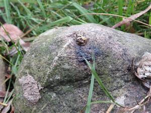 pobytové znaky vydry riečnej - trus