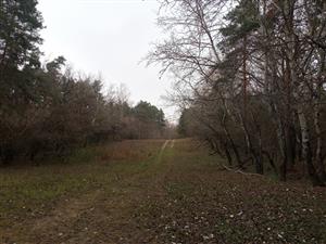 Pohľad na severnú časť Čenkovského lesa, TML Mužla, foto: 19.11.2024, foto: J.Lengyel.