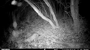 Mačka divá (Felis silvestris), výzorom samica, 13.10.2024, fotopasca, Čenkovský les, severné jazierko, TML Mužla