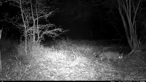 Mačka divá (Felis silvestris), výzorom samica, 6.11.2024, fotopasca, Čenkovský les, severné jazierko, TML Mužla