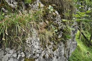 Zatienená skalná stena s Primula auricula a Sesleria albicans, Trisetum alpestre