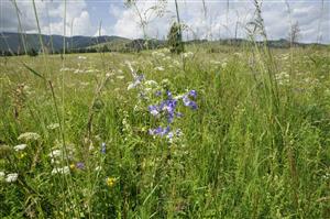 Polemonium caeruleum v poraste