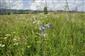 Polemonium caeruleum v poraste