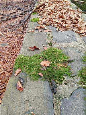 Trus vydry na kamennom múre na severnej strane jazera Morské oko