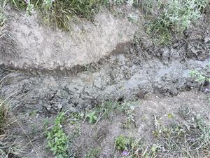 Detail mokriny uprostred TML - škody spôsobené diviakom