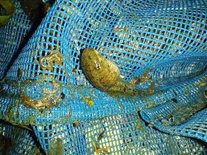 Rana ridibunda - larva