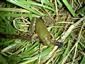 Rana ridibunda