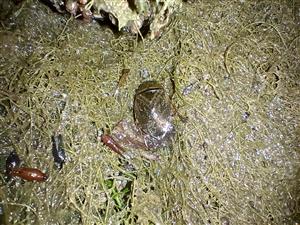 Ilyocoris cimicoides