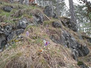 Skalnatý lesnatý svah so sporadickým výskytom Pulsatilla subslavica a Sesleria albicans