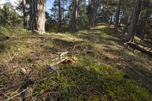 Pulsatilla subslavica v podraste borovicového lesa