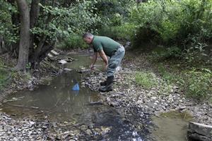 Odchyt žiab na riečke vtekajúcej do rybníka od východu