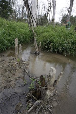 Staršie pobytové znaky po bobrovi a v pozadí vyschnuté stromy