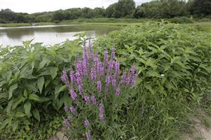 Pohľad na rybník z juhozápadnej strany
