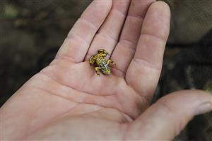 Kunka žltobruchá, Bombina variegata, malý jedinec odchytený na lokalite