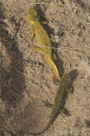 Sliacske travertiny - Triturus montandoni