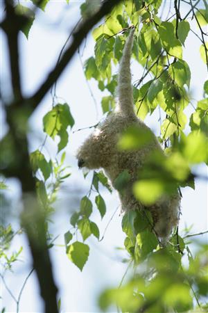 Sliacske travertiny - Remiz pendulinus