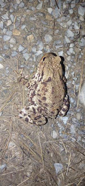 ropucha bradavičnatá