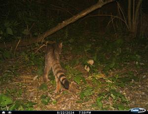 Felis silvestris, 22.8.2024, TML Kamenica nad Hronom, časť agátová remízka, Ipeľská pahorkatina, k.ú. Kamenica nad Hronom. Fotopasca: J.Lengyel.