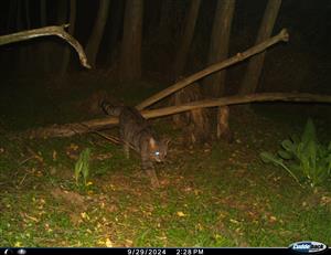 Felis silvestris, 29.9.2024, TML Kamenica nad Hronom, časť  agátová remízka, Ipeľská pahorkatina, k.ú. Kamenica nad Hronom. Fotopasca: J.Lengyel.