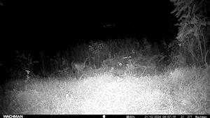 Šakal zlatý (Canis aureus), 1 jedinec, TML Salka, časť Ipeľská pahorkatina, okraj dubovo-agátového lesa a okraj biopásu. 21.10.2024.Fotopasca: J.Lengyel.