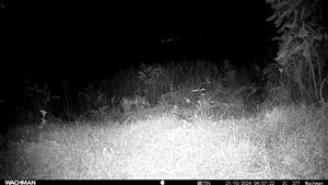Šakal zlatý (Canis aureus), 1 jedinec, TML Salka, časť Ipeľská pahorkatina, okraj dubovo-agátového lesa a okraj biopásu. 21.10.2024.Fotopasca: J.Lengyel.