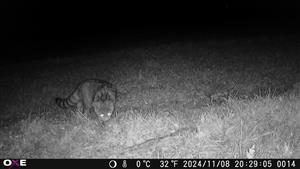 Mačka divá (Felis silvestris), TML Maňa, H.Gedra. Okraj agátovej aleje a poľa medzi Manian. potokom a krížom. Neďaleko je gedriansky les. 8.11.2024. Fotopasca: J.Lengyel.