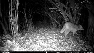 Canis aureus (v poradí tretí jedinec), TML Zemné, časť Palárikovský potok, 10.12.2024. Fotopasca: J.Lengyel.